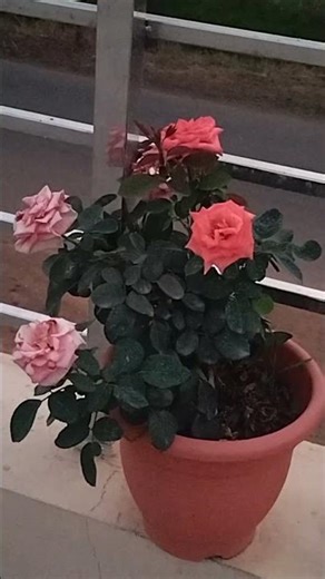 Rose 🌹# nice flower 🌹