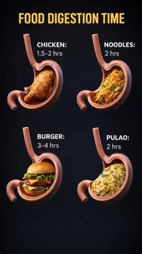 How Fast Does Your Body Digest Popular Foods?Food Digestion Time: Chicken vs Burger vs Noodles! #Usa