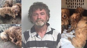Puppy mill owner fined $500k for alleged mistreatment of 700 matted and injured dogs
