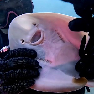 This diver rescued a happy stingray from a fishing line 👏 | LADbible
