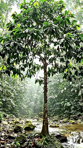 How does the Marang tree's natural journey of germination and survival unfold?