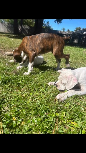 Boxer Akc Puppies on Reels