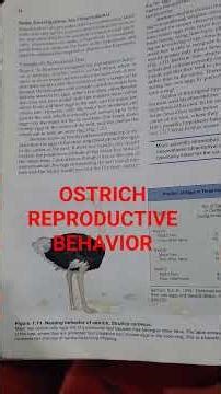 Reproductive Behavior of Ostrich