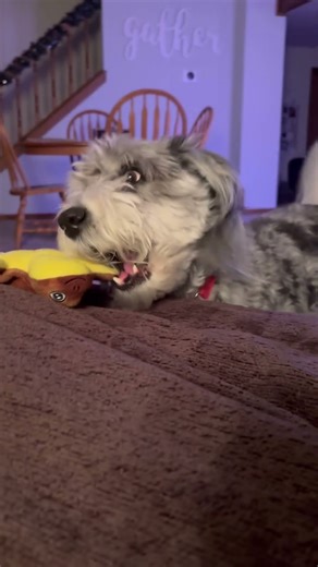 Time to play! #aussiedoodle #dogs #dogtoys #cute