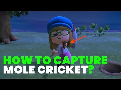 How to Find and Capture MOLE CRICKET in Animal Crossing New Horizons?