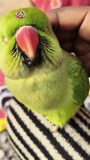 #parrot #talkingparot #nonstoptalkingparrot #parrotvideo #mithuu🦜🦜