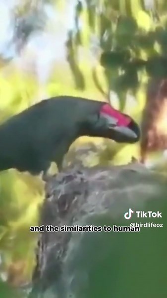 Palm Cockatoo: Nature's Rockstar Performer