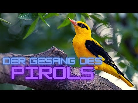 Tiefe Melodien des Waldes - Der Gesang des Pirol