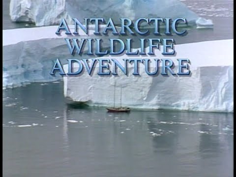 National Geographic: Antarctic Wildlife Adventure (1990/2005)