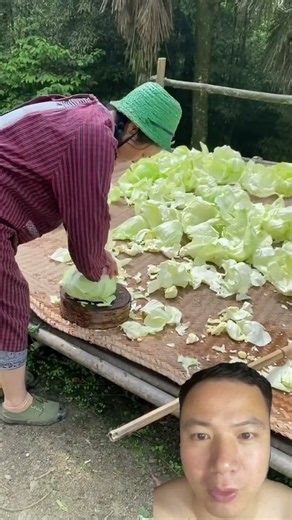 🥬 How to Prepare and Dry Cabbage for Long-Term Storage