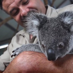 74K views · 3.1K reactions | Aussie scientists have just cracked the genetic code of koalas!  The team including Prof Marc Wilkins frrom UNSW Science sequenced and assembled 3.4 billion base pairs of the full koala genome. | UNSW | Facebook