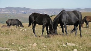clip-1039192514-group-horses-graze-alpine-pasture-herd-adult