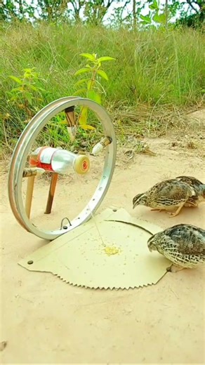 Catching Birds: The Most Effective Techniques #birds #birdmaster #hunting #hunting #wildlife #snake