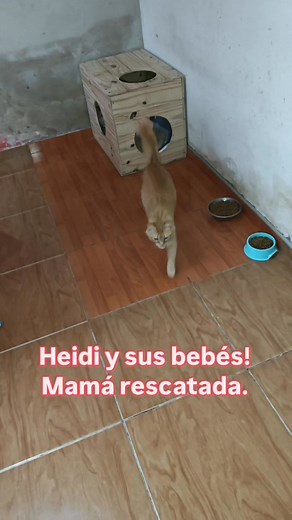 ✨Les comparto video de la bella Heidi con sus tres bebés! Ellos son dos machitos y una hembra! Los machitos son los más naranjas con blanco: Helmer y Horus. Y la más clarita es la hembra: Hada Los bebés están mucho mejor que cuando llegaron; siguen con gotitas en los ojos pero por suerte ya mucho mejor. La mamá también está gordita y fuerte! 😊 🚨NO están en adopción ni se reservan sin excepción!!! Ningún bebé lactante está en adopción! Todos salen en adopción a partir de los dos meses siempre q