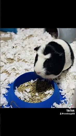 guinea pig song (FULL VERSION)