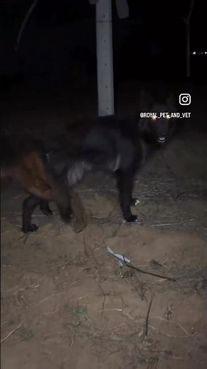 German shepherd mating ll Gabbar x Simran #germanshepherd #dog #gsd #blackgerman #dogmatting #puppy