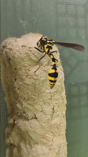 Potter Wasp Feeding It's Larvae || ViralHog