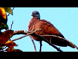 Nesting Dove: Adorable Baby Birds in Action -baby birds on nest