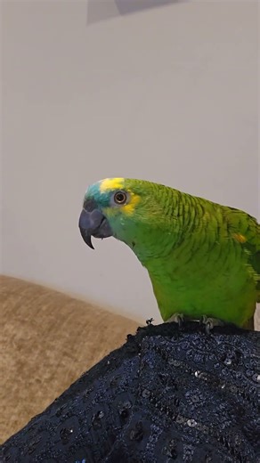 kiwi parrot ready for the day..