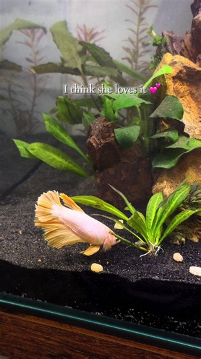 Setting Up a Betta Fish Tank: Essentials and Tips