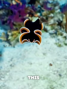 Flatworm Reproductive Duel: Why One Becomes Father and One Mother