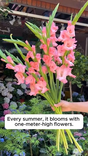 How to grow and instructions for growing gladiolus flowers #gardeningfun #gardening_feature #urbangardening #gardeninguk #gardeningphoto #gardeningistherapy #gardening101 #gardeningisfun #gardeningtime #gardeningday #gardeningproblems #gardeninggoals #gardeningideas #gardeninglove #gardening4pleasure #gardeningtips #gardeningmakesmehappy | Garden Tips