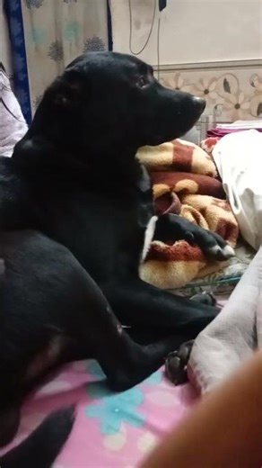 #music #dj #electronicmusic #housemusic #edm #cute #animals #doglife #dog #dogs