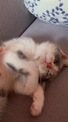 purr purr #calico #calicocat #catoftiktok #kitten