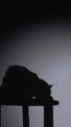 206K views · 20 reactions | Not all cat food is complete. Meowsi meals are packed with real meat, taurine, and hydration, giving your cat everything they need in every meal.  數 Real meat  Hydration-first ✨ Complete & balanced nutrition | Heads Up For Tails | Facebook