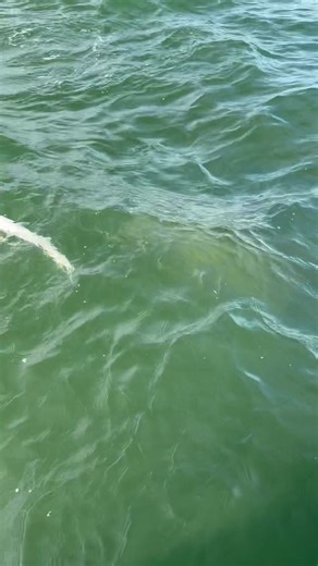 4.2K views · 49 reactions | Dolphinitly polite! Our dolphin don’t steal your fish while on the hook. We’re told the dolphin on the west coast will bite your fish right off the hook! #smartfish #waitforthethrowbacks #letsgofishing | On The Hook Charters | Facebook