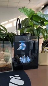 The coolest aquarium touches the beauty of the ecosystem | AquaPedia