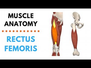 Rectus Femoris | Muscle Anatomy | Joetherapy