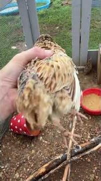 Almost an error! Don’t just throw everything at your animals. Take a breath! #quail #coturnixquail