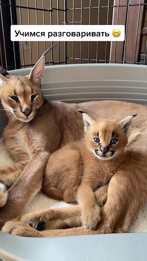 Captivating Caracal Bond: Adult and Kitten Relax Together