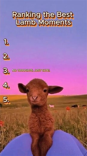 These Baby Lambs Are ILLEGALLY Cute 🐑😭 #pets #lambs #viral #shorts