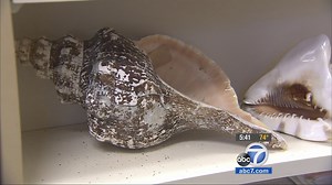 Widow donates 170,000 sea shells to Occidental College
