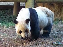 Yang Yang (Atlanta giant panda) - Alchetron, the free social encyclopedia