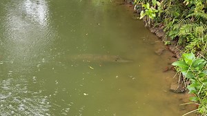 Estuarine Crocodiles 🐊🐊🐊🐊 1st time saw an estimated 2-2.5m Estuarine crocodile 🐊 in 1 of the pond at Kranji visitor centre. Crocodiles are large reptiles inhabiting tropical regions across Asia, Africa, Australia and the Americas. The species found in Singapore is the Estuarine Crocodile (Crocodylus porosus), also known as the Saltwater Crocodile. This species holds the distinction of being the world's largest crocodile, capable of reaching lengths of 6 to 7 metres. It is characterised by a