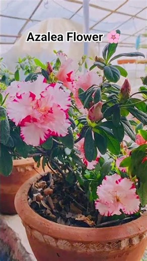 Azalea Flower | Colorful Blooming Shrub for Gardens