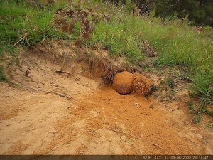 Happy #wildwombatwednesday It's hard work (as you can hear her being out of breath near the end of the video) but wombats love doing renovations after the rain. Admittedly I have seldom seen a wombat get this stuck into some sand. She is taking this job very seriously. Digging takes a lot of energy and generally speaking (obviously depending on conditions such as rain and type of soil), they dig about 1m per night. The reason why I say this is to remember that wombats need to be underground duri