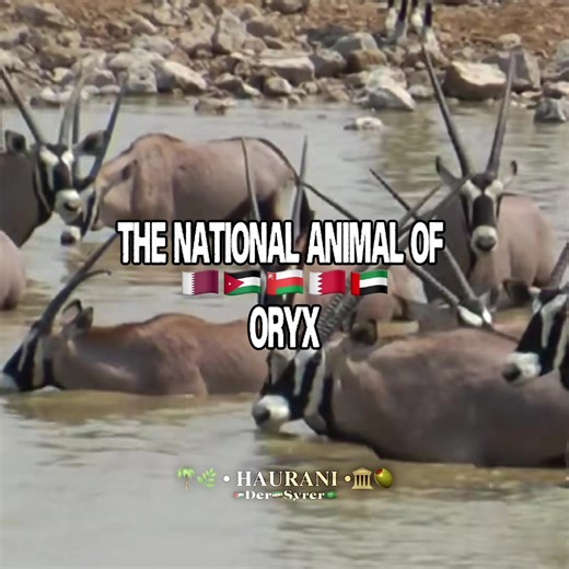 Comparing the National Animals of Arab Countries and Syria