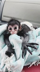No Thumbs, No Problem: Spider Monkey Facts! #trendingshorts #animalfacts #factsyoudidntknow #animals | Moviez
