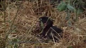 One of the most incredible animal videos ever caught on film, I bet this camera guy is tickled pink.... | The Prophecy Club