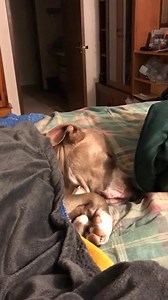 8 Weird Dog Behaviours Finally Explained 🐶👇 1. Head Tilting: When your dog tilts its head, it’s not just being cute—it may be trying to pinpoint where a sound is coming from or processing confusing signals. 2. Chasing Their Tail: Often a playful or stress-relieving activity, tail chasing can also be a sign of boredom or a way to burn off excess energy. 3. The Zoomies: Those sudden bursts of frantic running, known as the “zoomies,” are a natural way for dogs to release built-up excitement or en