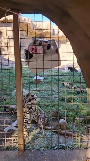 Happy 11th Birthday to Nacho and Libre, our jaguar brothers! 🎂 They celebrated with some farm animal themed enrichment boxes and treats! 🐄 #bearizona #wildlifepark #jaguar #birthday #enrichment | Bearizona