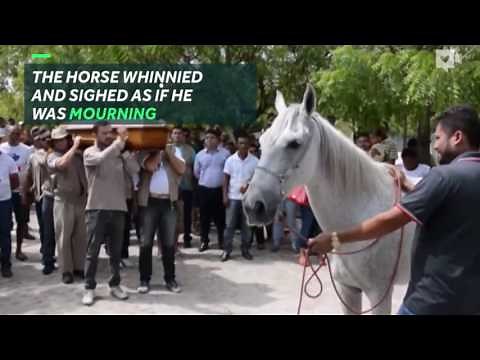 Heart-breaking moment horse cries at owner's funeral