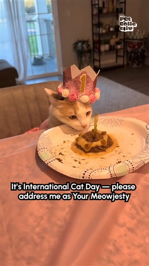 54K views · 896 reactions | It's #NationalCatDay!!  Celebrate your best feline friends!  #Cat #CatLife #CuteCat | The Pet Collective | Facebook