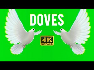 Green Screen Doves birds Flying Effects 4K No Copyright Free Download | Chroma Key Dove Pigeon 4K