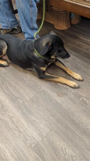 15K views · 420 reactions | Penny is the best girl in the entire...