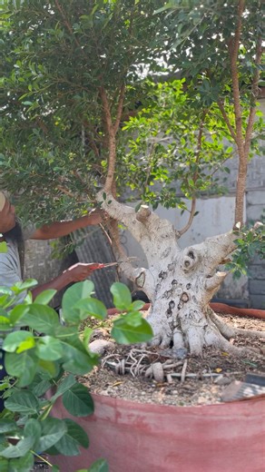 28K views · 565 reactions | Ficus Microcarpa Ndan Arya Kenceng Putu | Johan Andi | Facebook